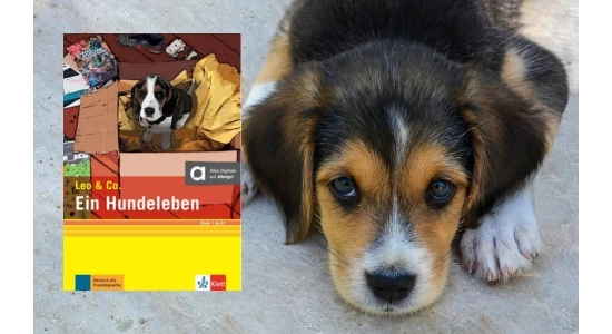 Ein Hundeleben - könnyített olvasmány német nyelven